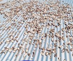 Quality kava supplies