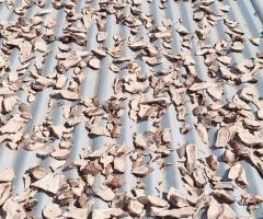 Quality kava supplies - Image 2