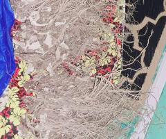 Quality kava supplies - Image 5