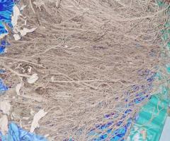 Quality kava supplies - Image 7