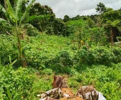 Welcome to Vude Kava! - Image 11