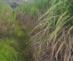 FOR SALE – PRIME FARM LAND - Image 8