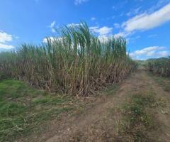 FOR SALE – PRIME FARM LAND - Image 11