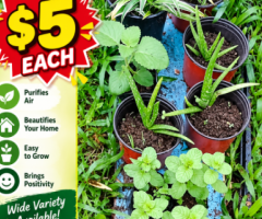 Seedling