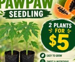 Seedling - Image 2