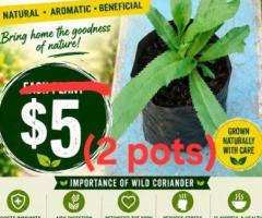 Seedling - Image 3