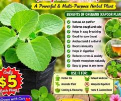Seedling - Image 5