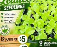 Seedling - Image 8