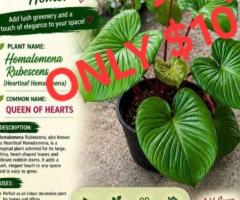 Seedling - Image 9