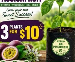 Seedling - Image 10