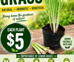 Seedling - Image 11